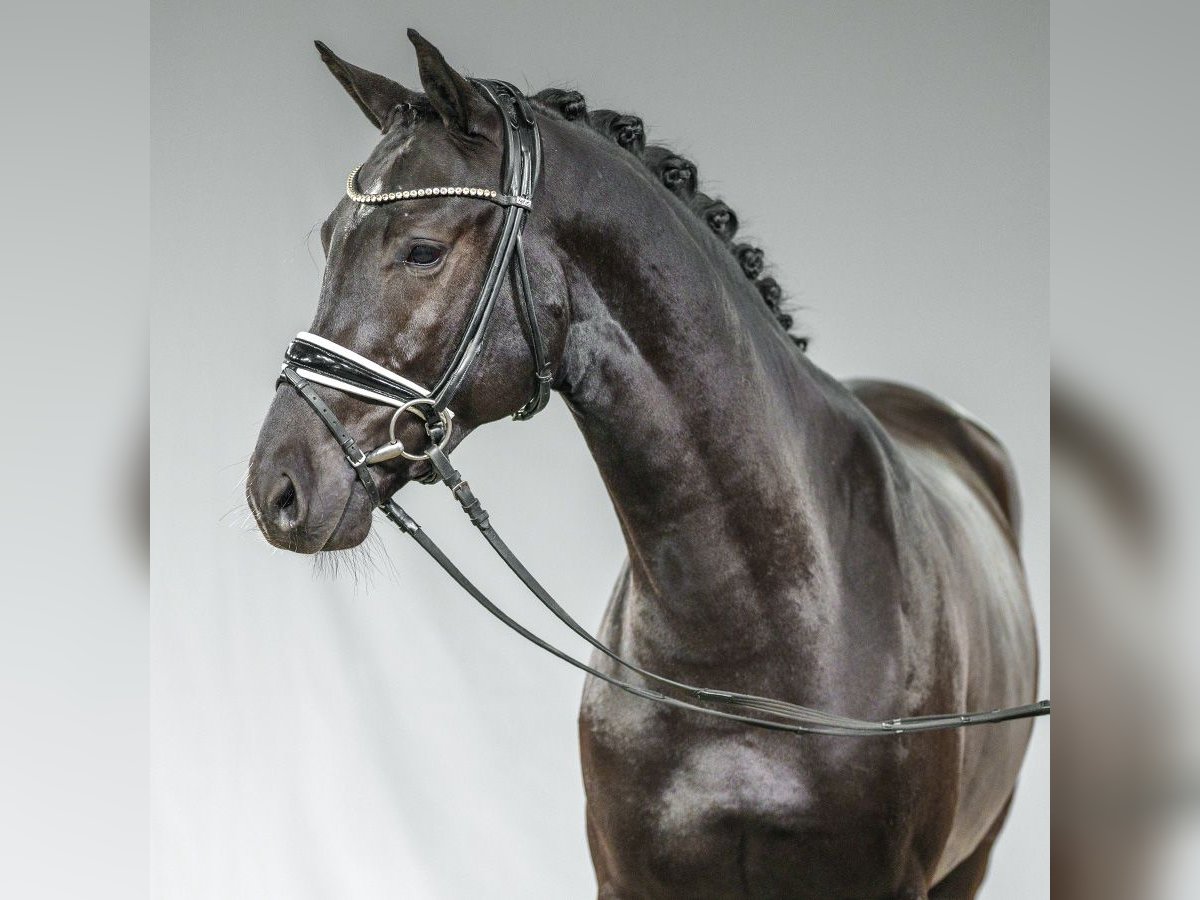 KWPN Stallion 2 years Smoky-Black in Münster-Handorf