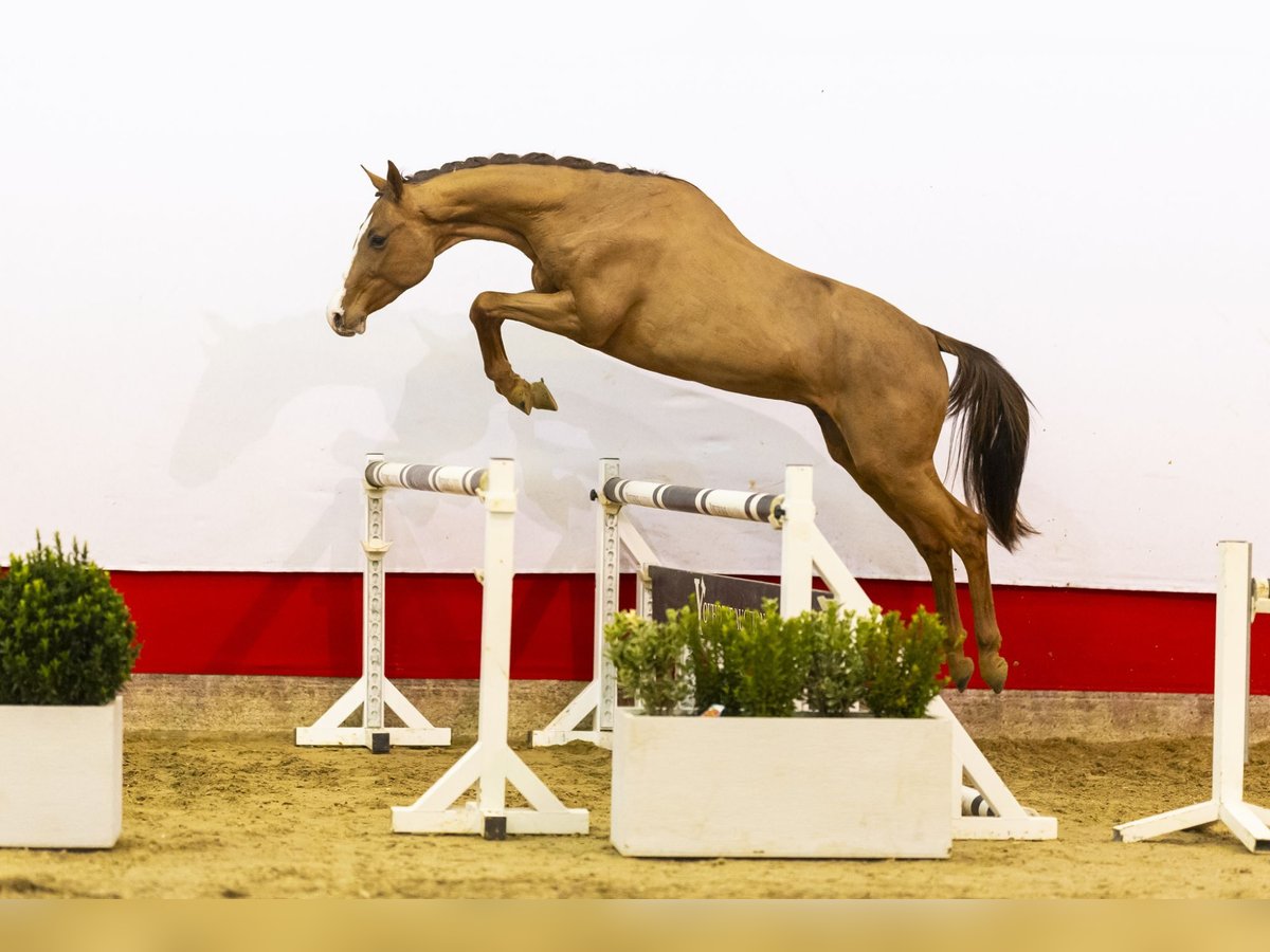 KWPN Stallion 3 years 15,3 hh Chestnut-Red in Waddinxveen