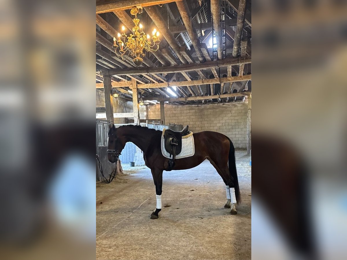 KWPN Stallion 3 years 15,3 hh in Sint Philipsland