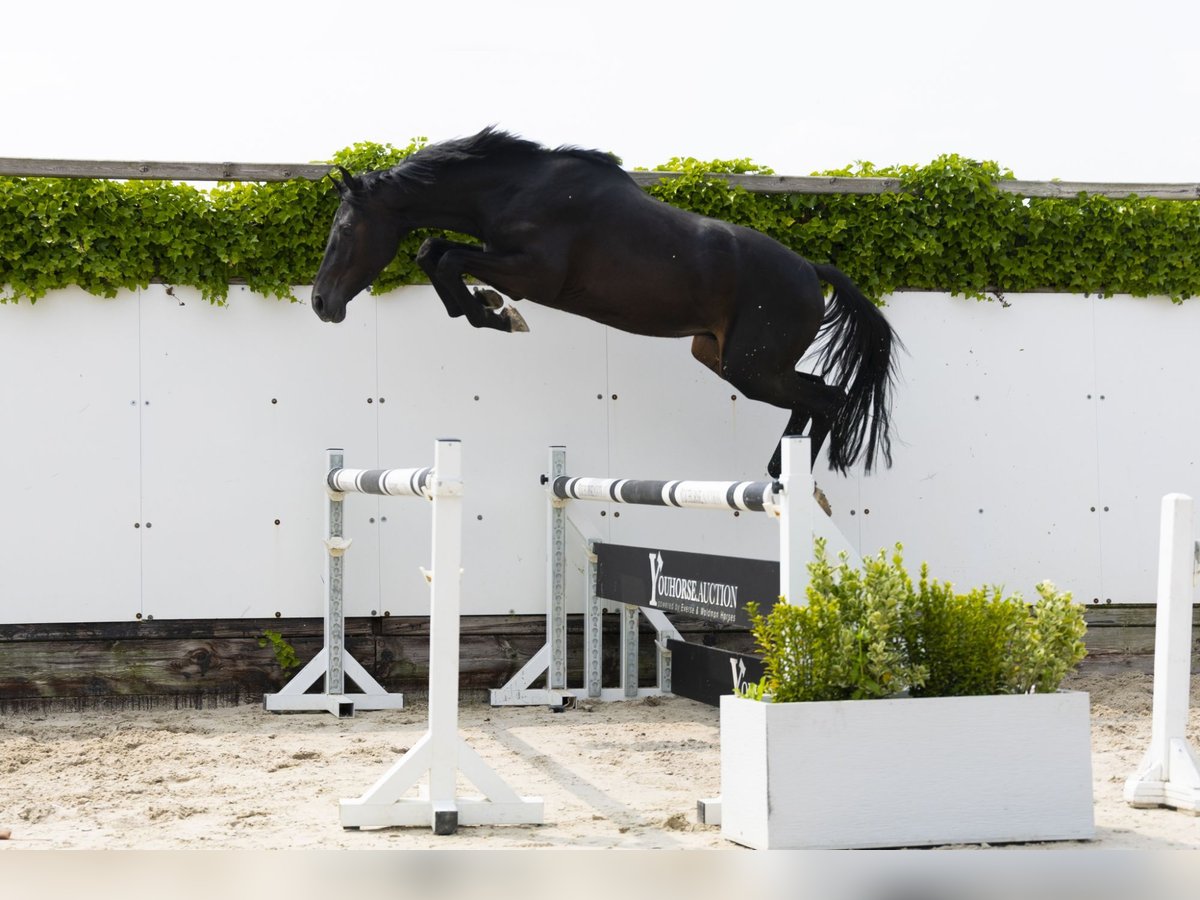 KWPN Stallion 3 years 15,1 hh Smoky-Black in Waddinxveen