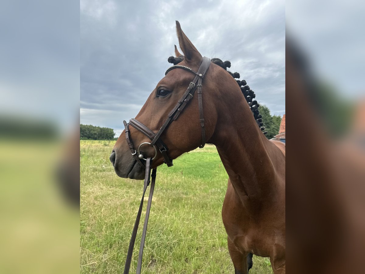 KWPN Stallion 3 years 15,2 hh Brown-Light in Sch&#xFC;ttorf