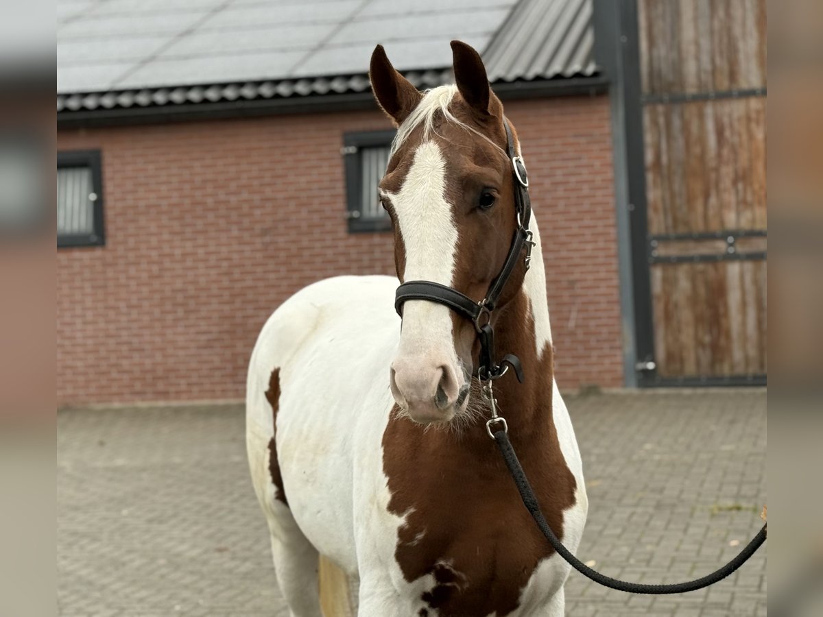 KWPN Stallion 3 years 15,2 hh Pinto in Zieuwent