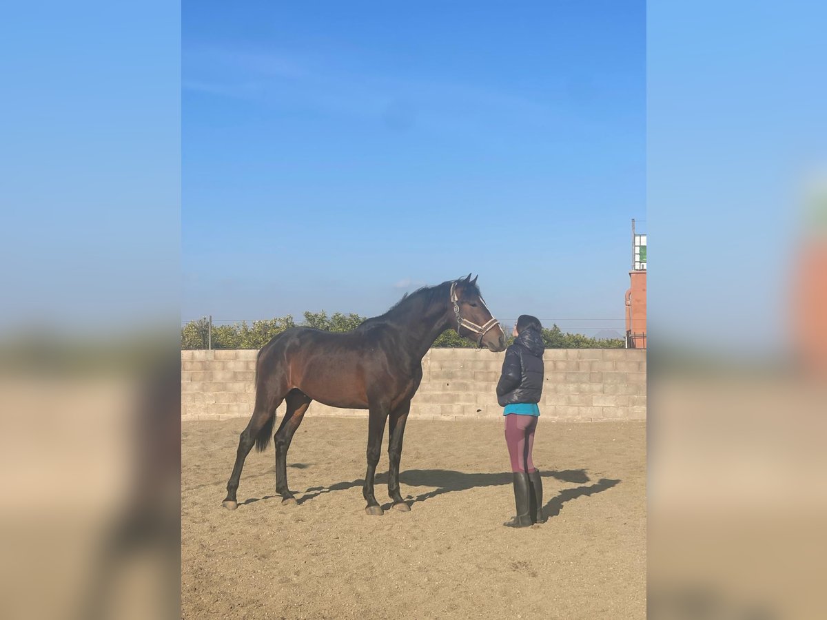 KWPN Mix Stallion 3 years 16,1 hh Bay in Almazora/Almassora