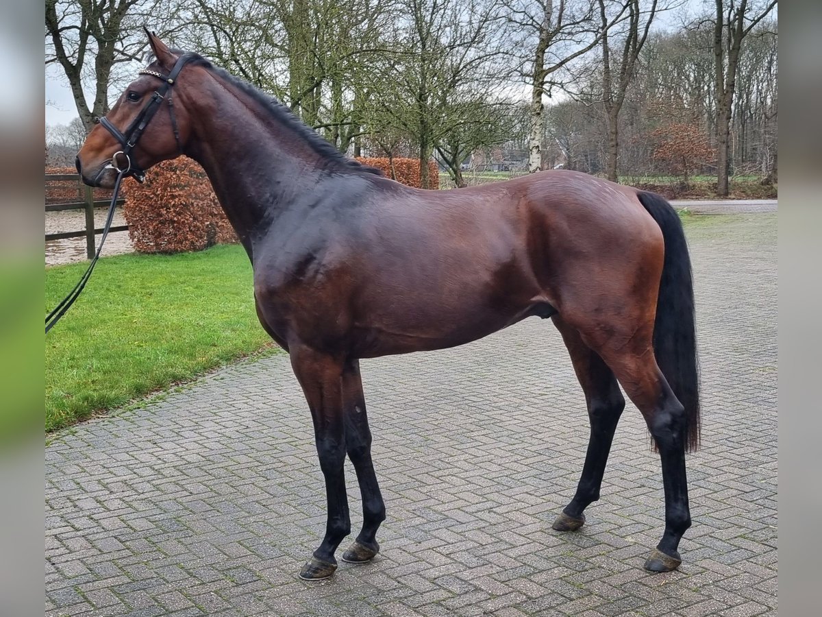 KWPN Stallion 3 years 16,1 hh Brown in Diever