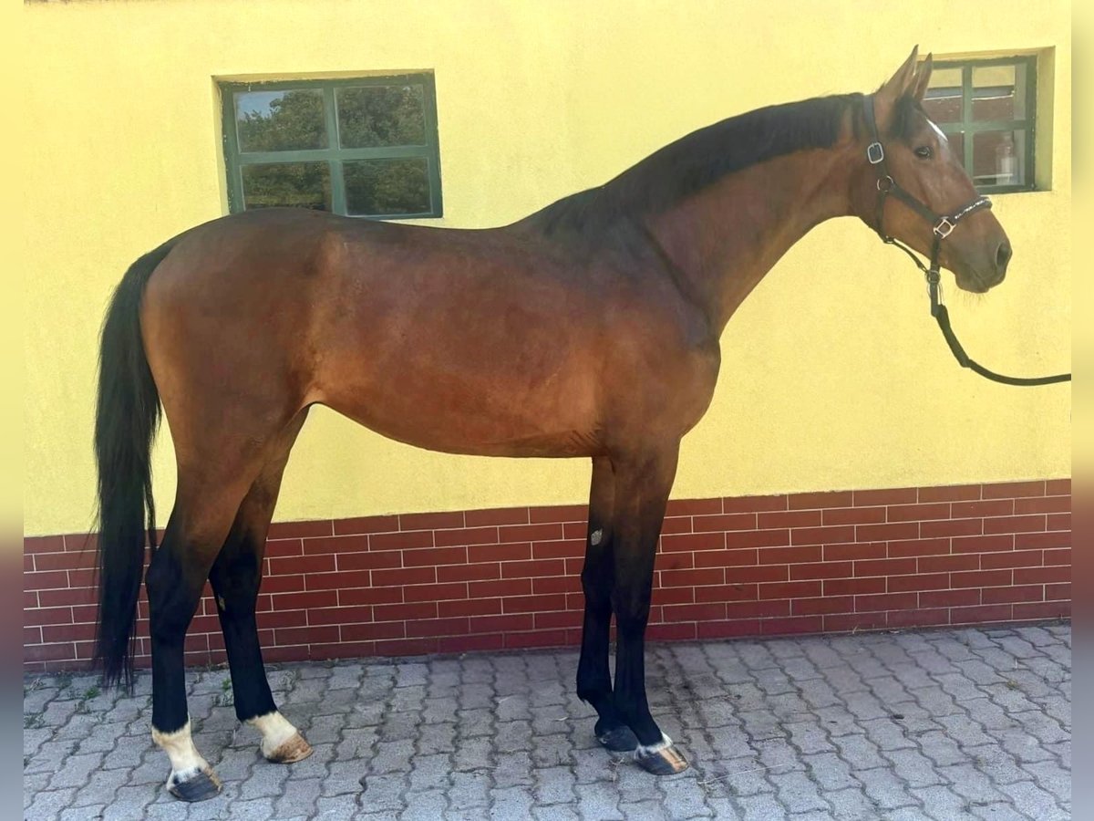 KWPN Stallion 3 years 16,1 hh Brown in Murska Soboda