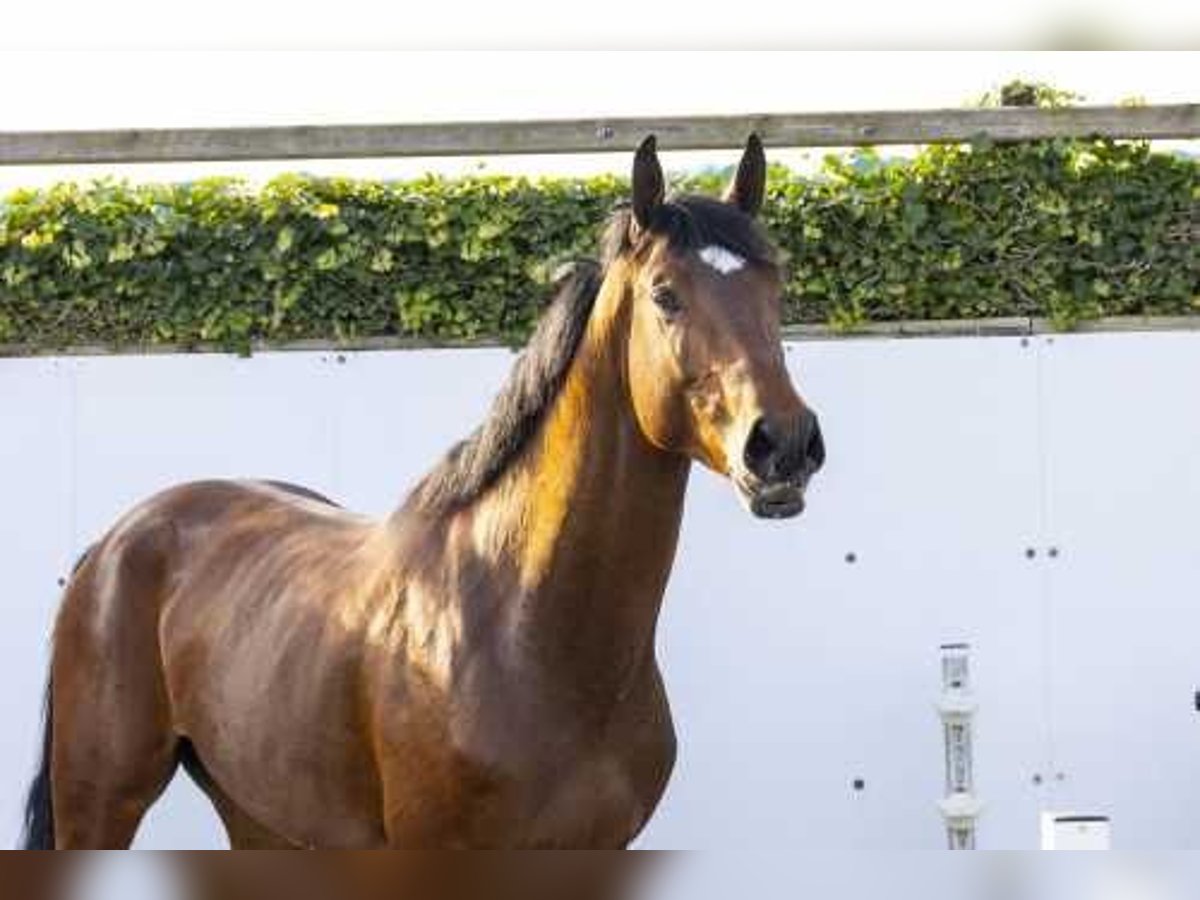 KWPN Stallion 3 years 16,1 hh Brown in Waddinxveen