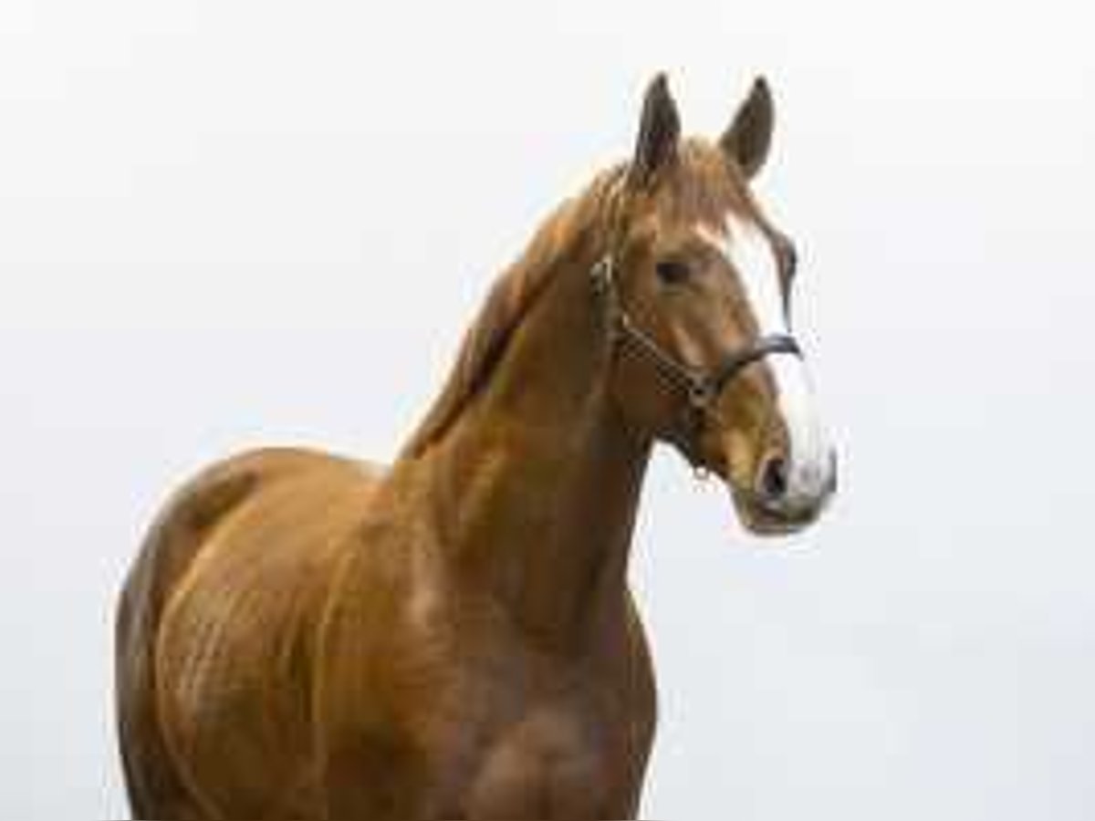 KWPN Stallion 3 years 16,1 hh Chestnut-Red in Waddinxveen