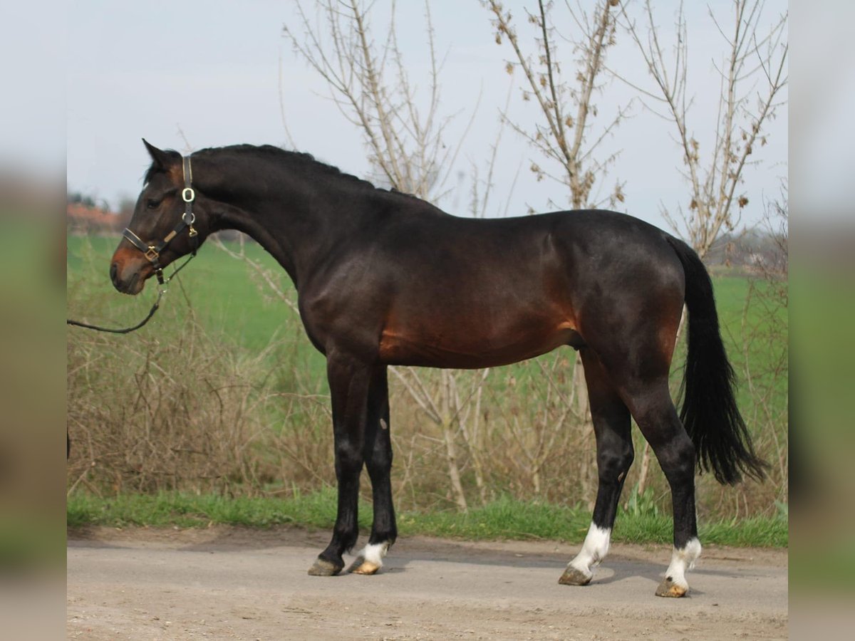 KWPN Stallion 3 years 16,1 hh in Budapest