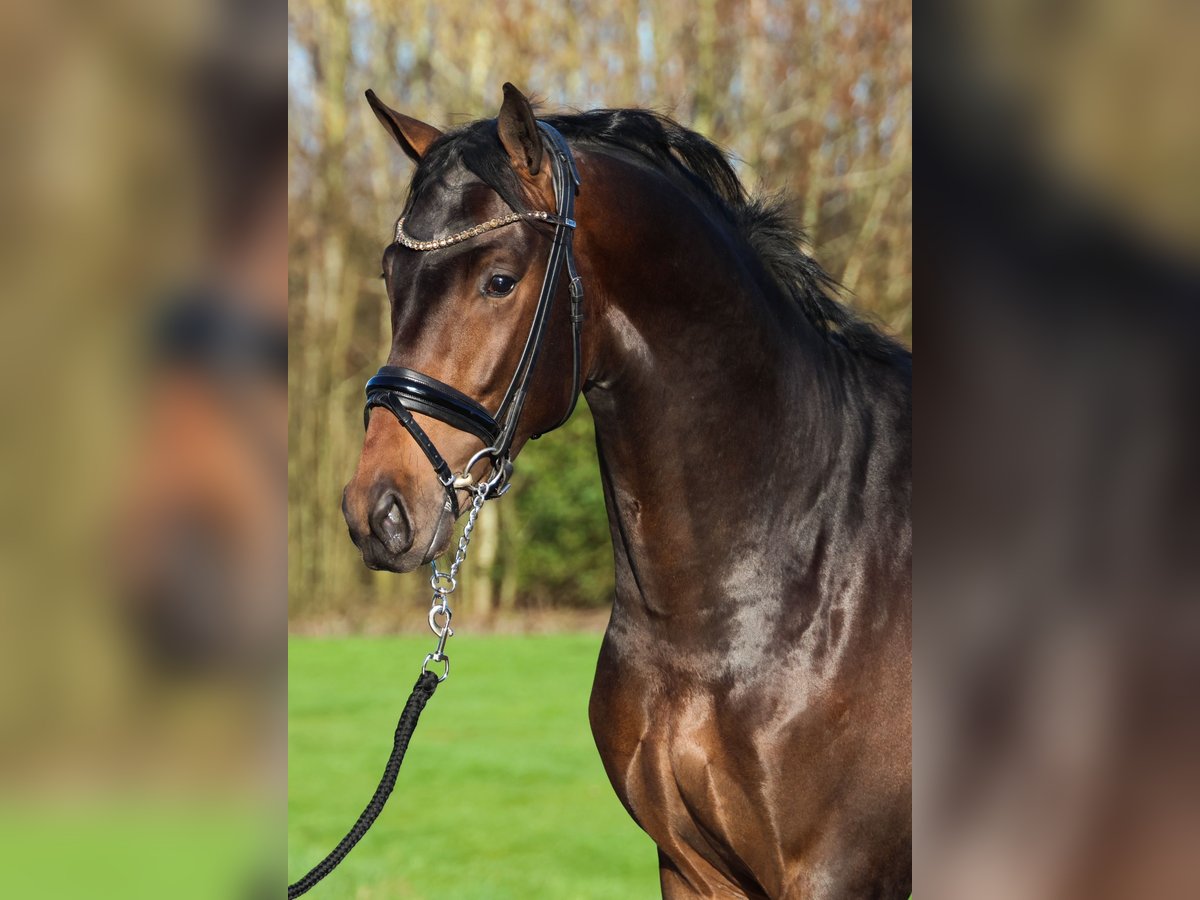 KWPN Stallion 3 years 16,2 hh Bay-Dark in Ratingen