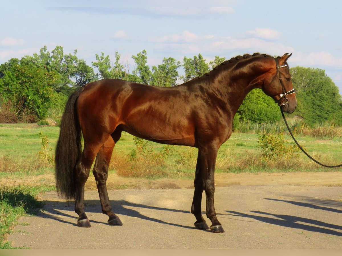 KWPN Stallion 3 years 16,2 hh Bay-Dark in Weppersdorf