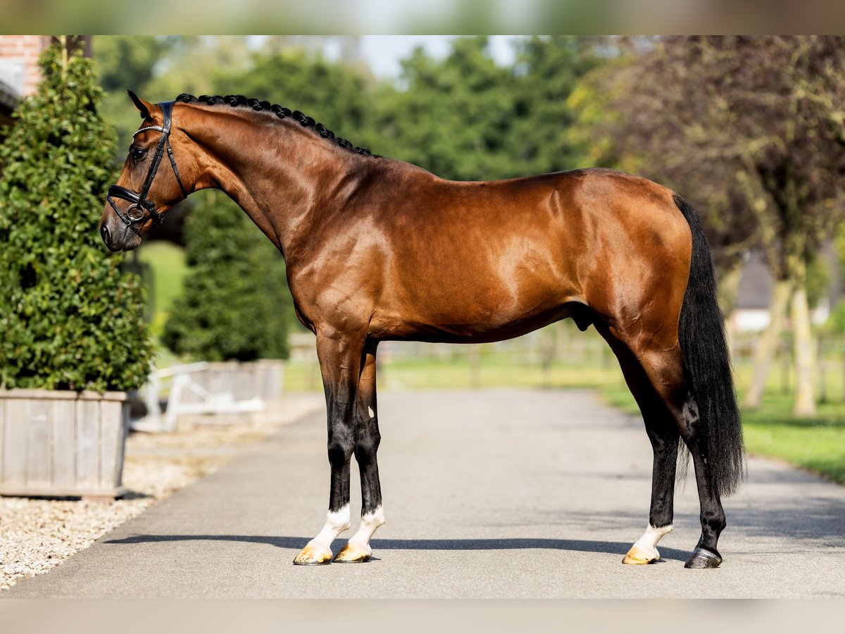 KWPN Stallion 3 years 16,2 hh Bay in Dreumel