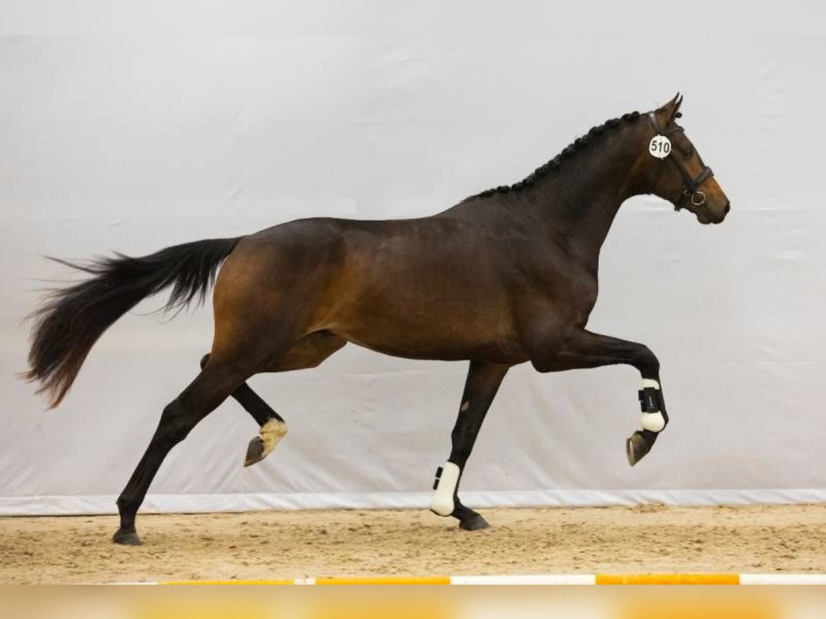 KWPN Stallion 3 years 16,2 hh Brown in Randwijk