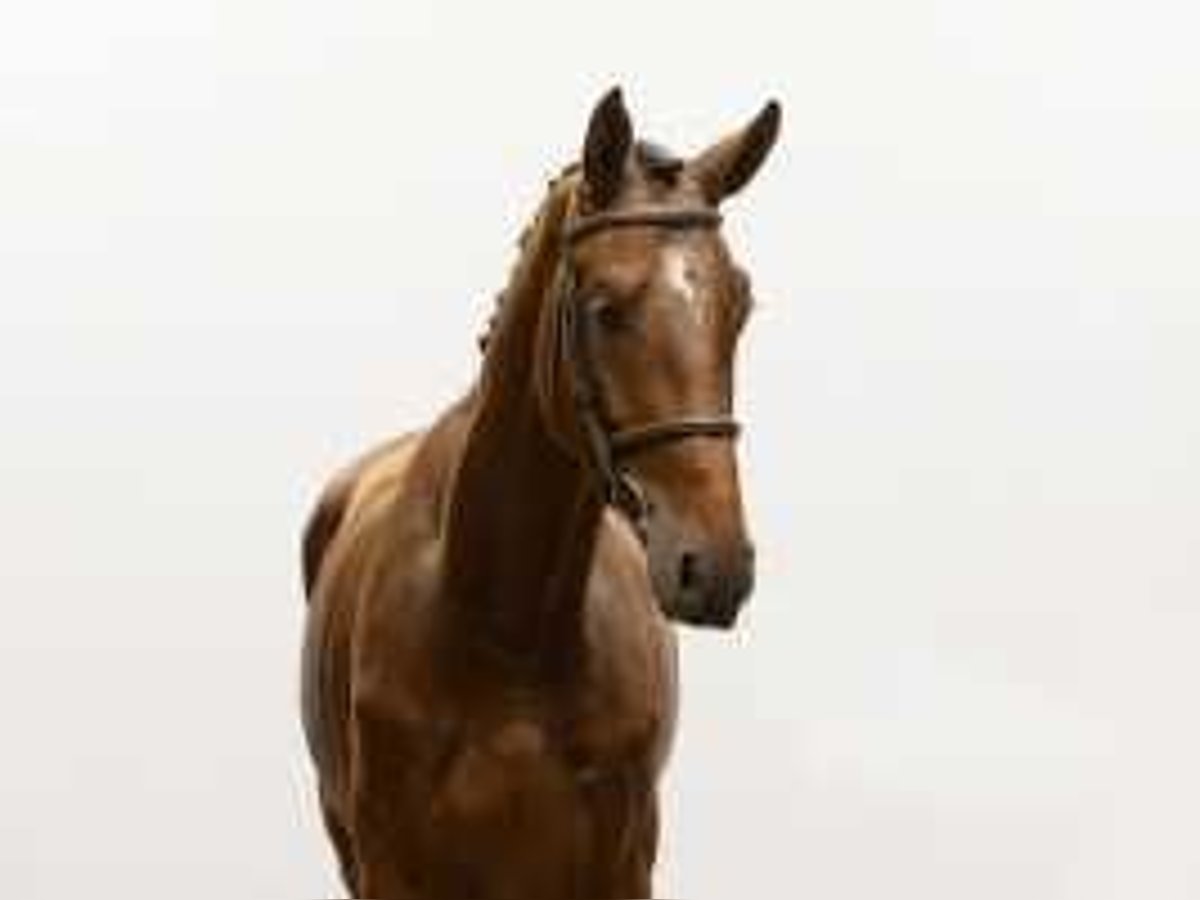 KWPN Stallion 3 years 16,2 hh Brown in Waddinxveen