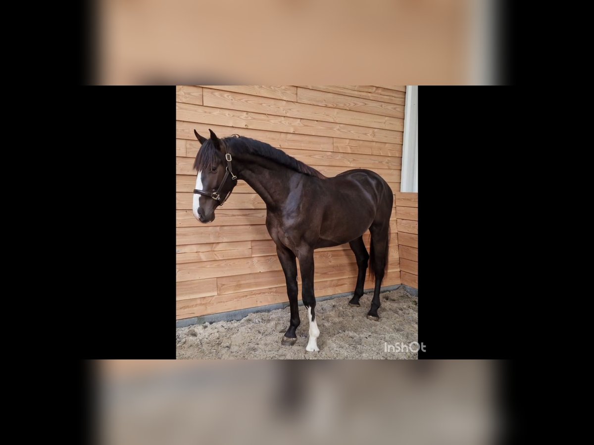 KWPN Stallion 3 years 16,2 hh Buckskin in Den ham