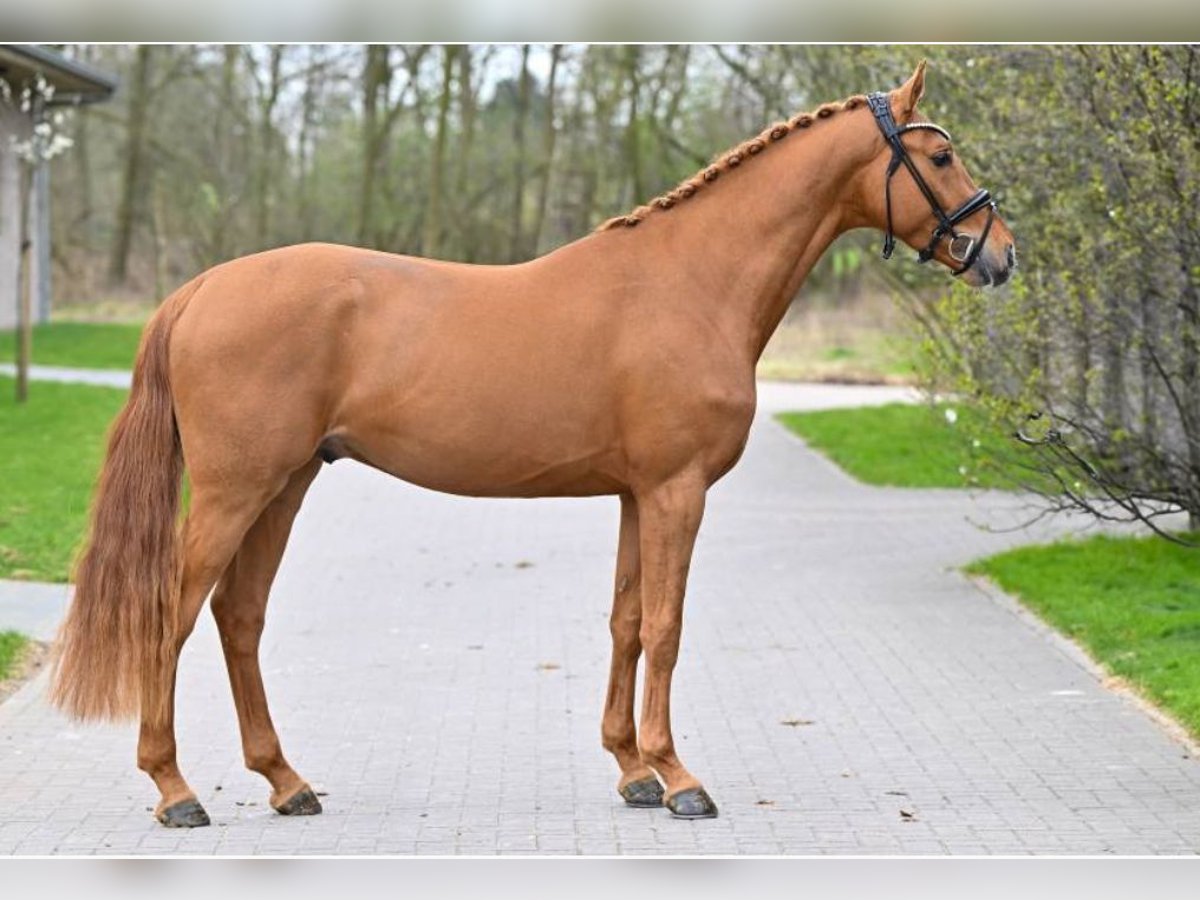 KWPN Stallion 3 years 16,2 hh Chestnut-Red in Lengdorf