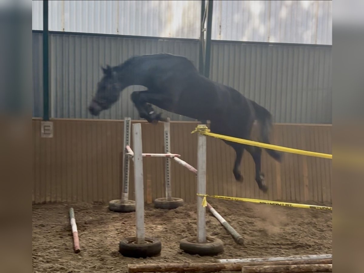 KWPN Stallion 3 years 16,2 hh Gray-Dark-Tan in Murska Sobota