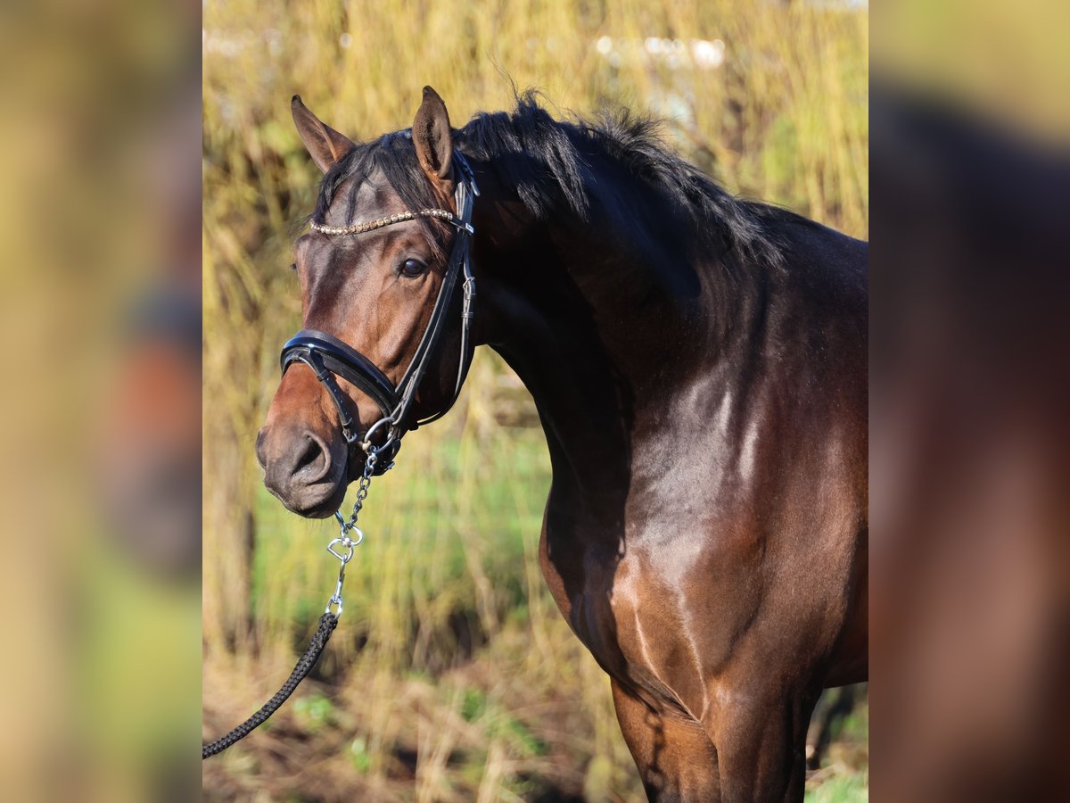 KWPN Stallion 3 years 16,3 hh Bay-Dark in Ratingen