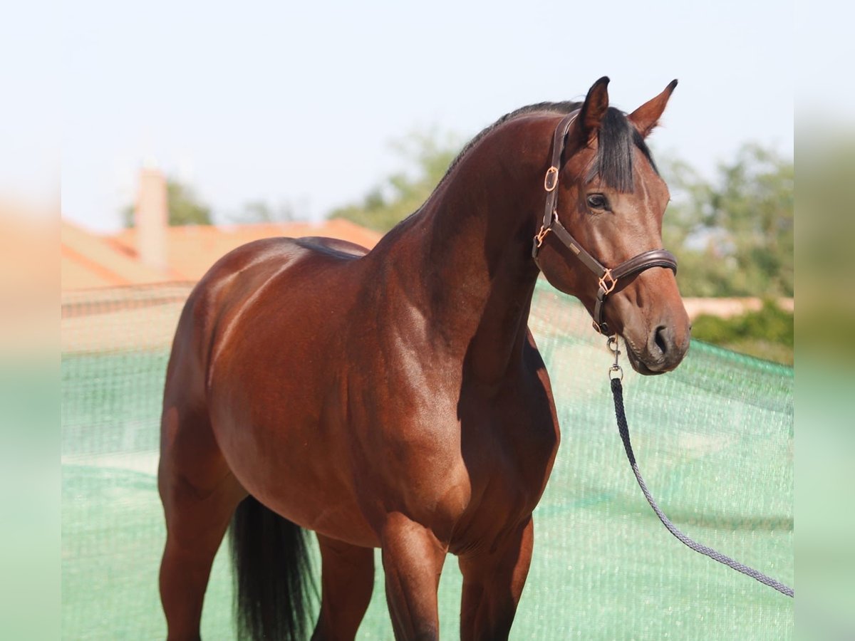 KWPN Stallion 3 years 16,3 hh Bay in Snina