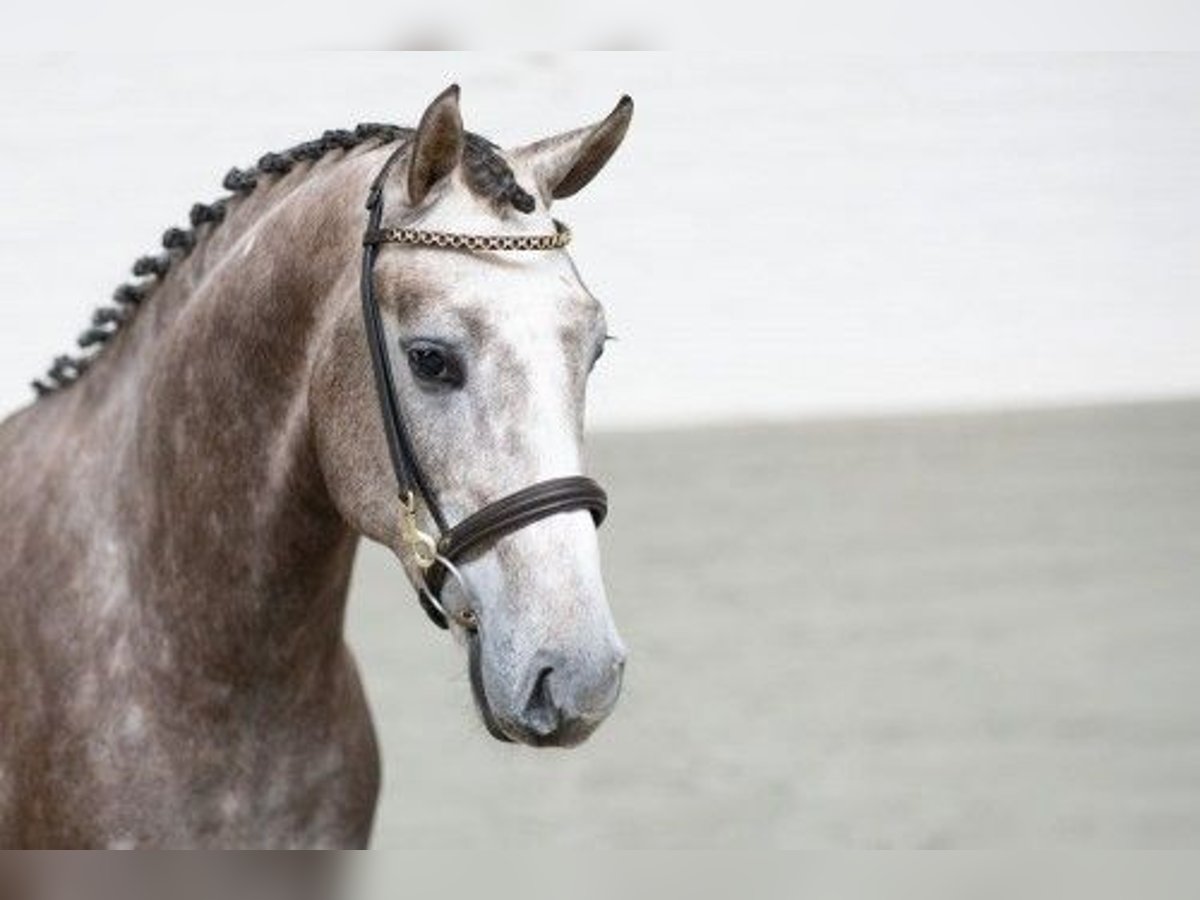 KWPN Stallion 3 years 16 hh Brown-Light in Heerde