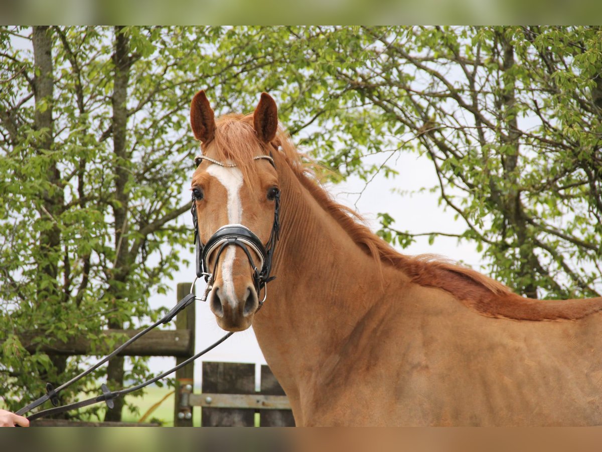 KWPN Stallion 3 years 16 hh Chestnut-Red in Kirchwald