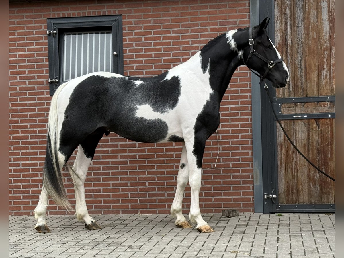 KWPN Stallion 3 years 16 hh Pinto in Zieuwent
