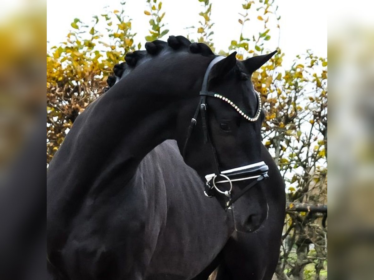 KWPN Stallion 3 years 16 hh Smoky-Black in Prinsenbeek