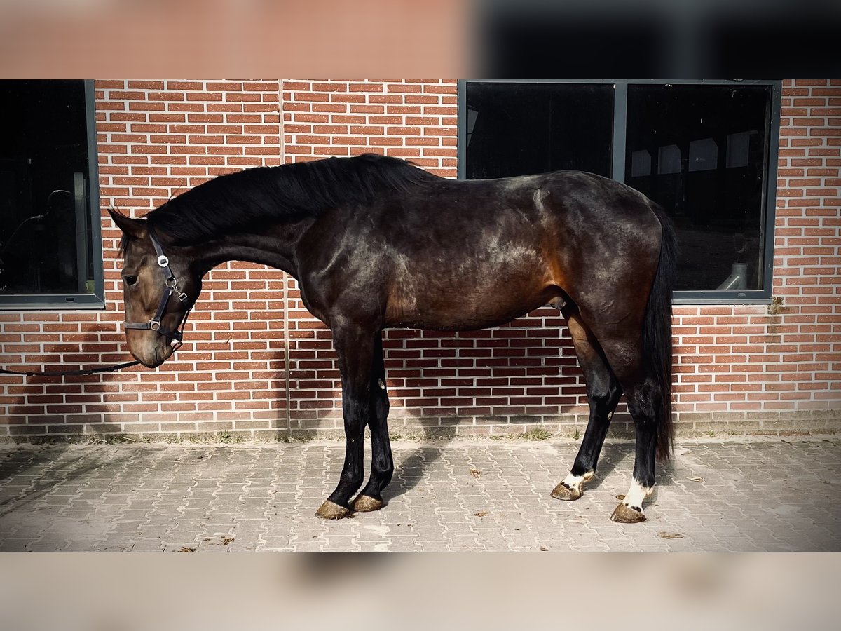 KWPN Stallion 3 years 16,1 hh Bay-Dark in Heusden