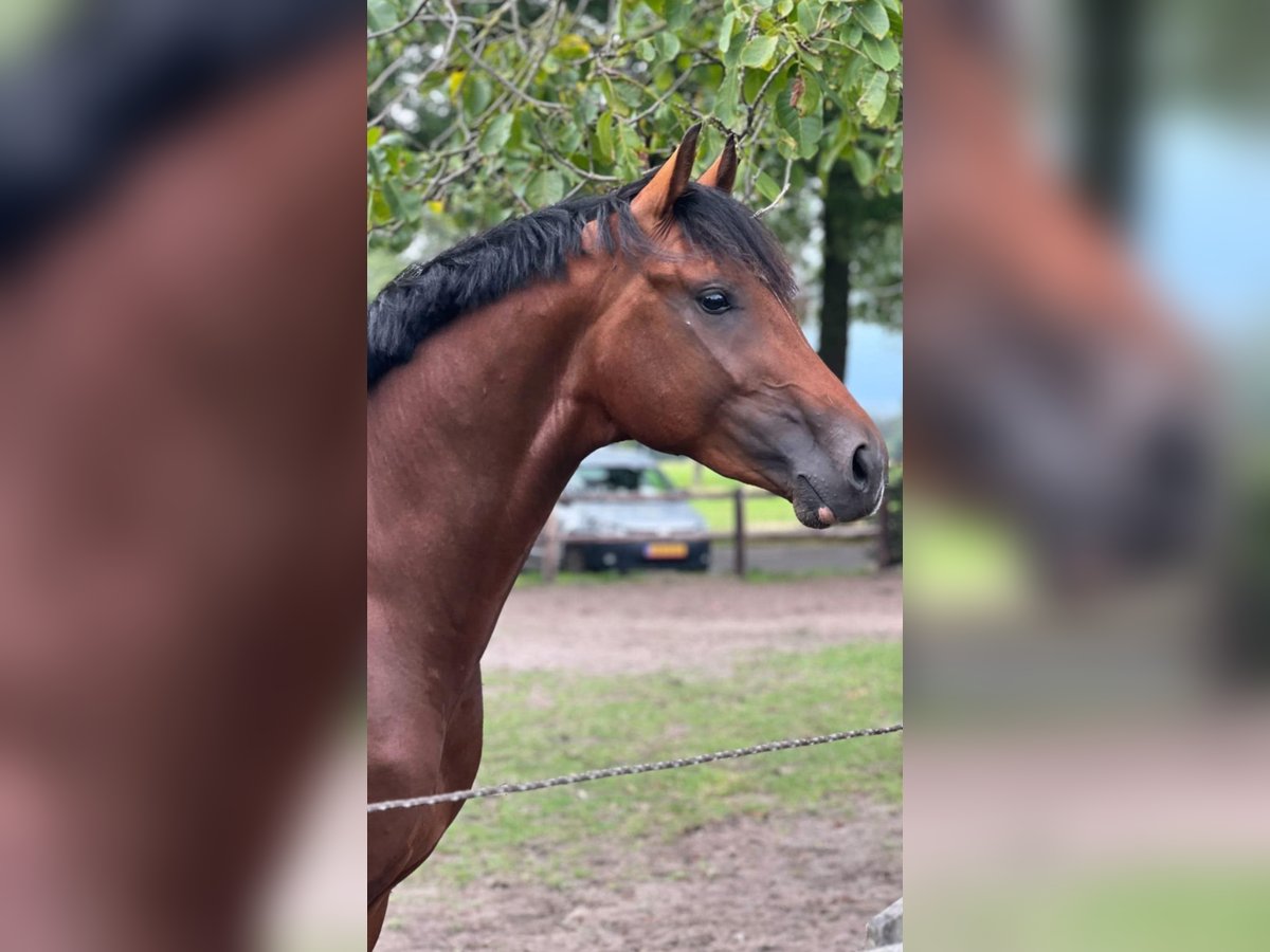 KWPN Stallion 3 years 16,1 hh Brown in B&#xE9;k&#xE9;scsaba