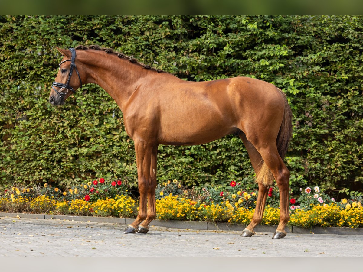 KWPN Stallion 3 years 16,1 hh Chestnut-Red in Eibergen