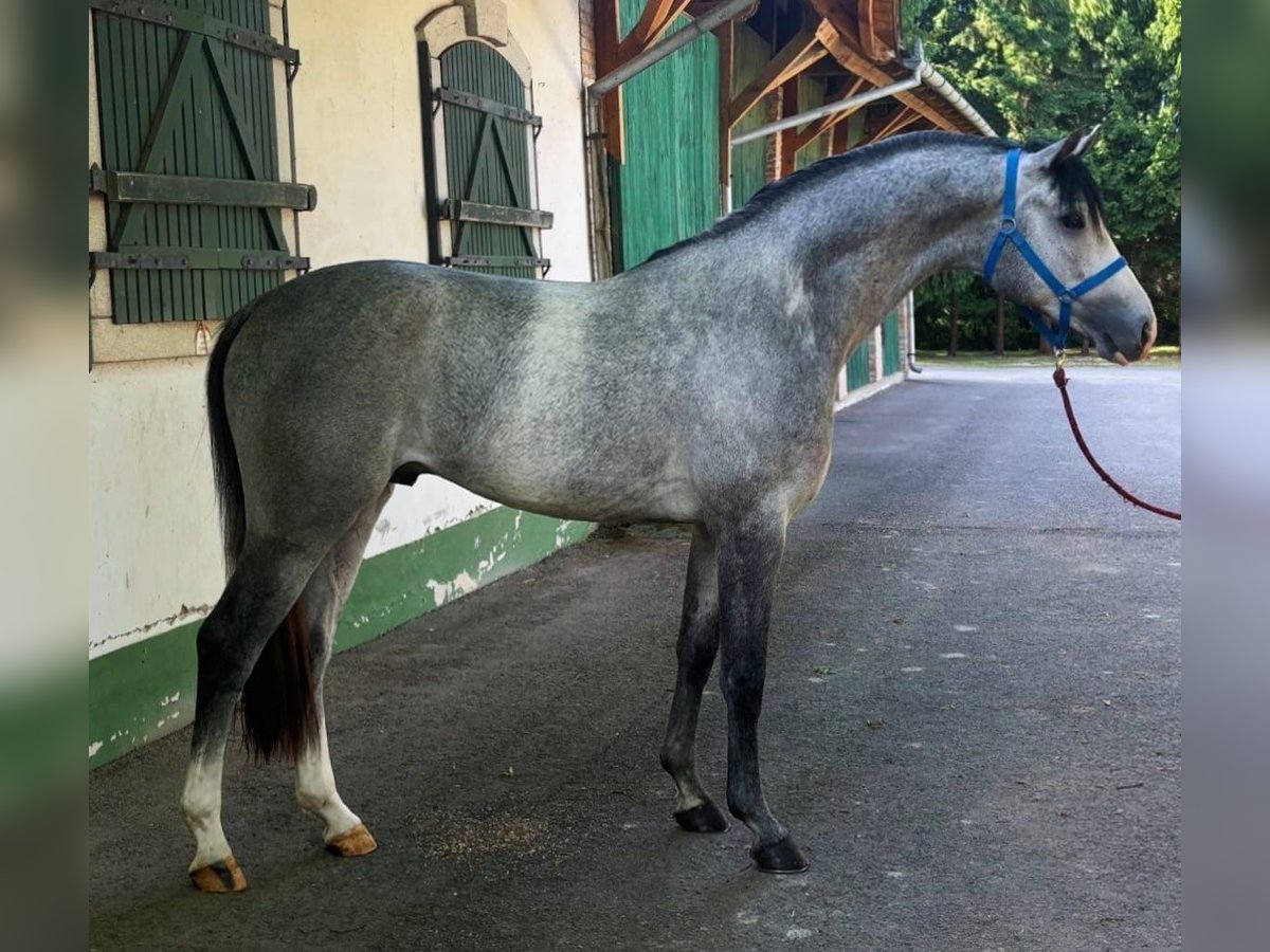 KWPN Stallion 3 years 16,1 hh Gray in Murska Soboda