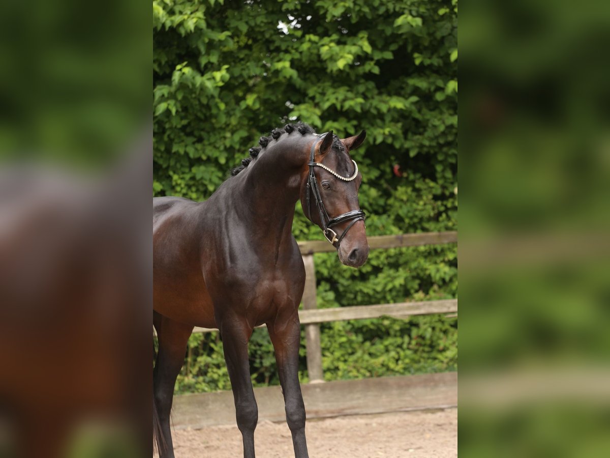 KWPN Stallion 3 years 16,2 hh Bay-Dark in Heemskerk