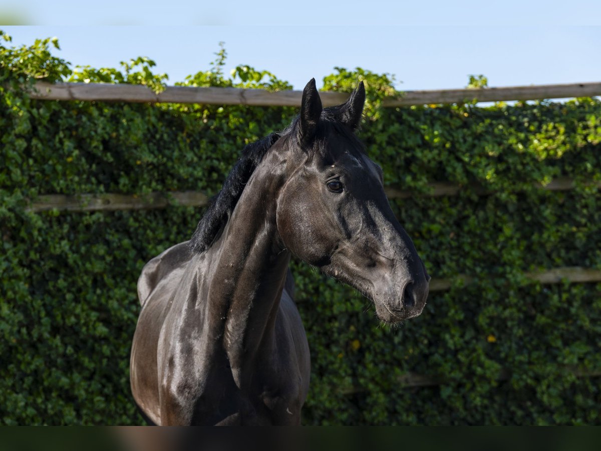 KWPN Stallion 3 years 16,2 hh Bay-Dark in Waddinxveen KWPN Stallion 3 years 16,2 hh Bay-Dark in Waddinxveen