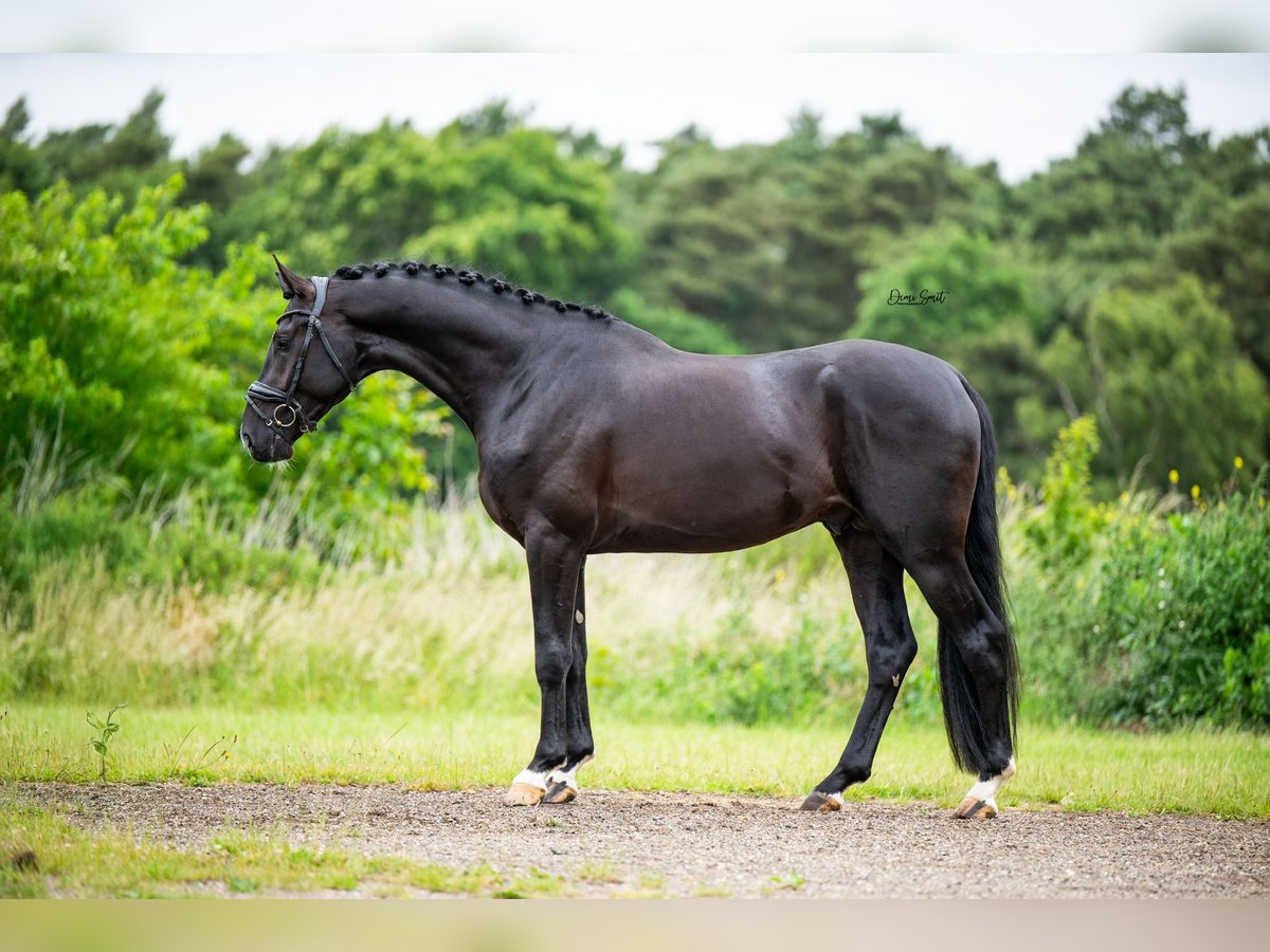 KWPN Stallion 3 years 16,2 hh Black in Peer