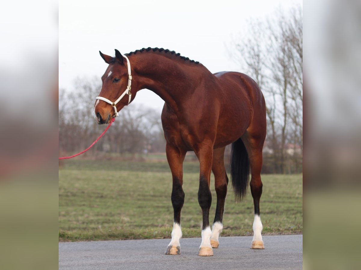 KWPN Stallion 3 years 16,2 hh Brown in Szarvas