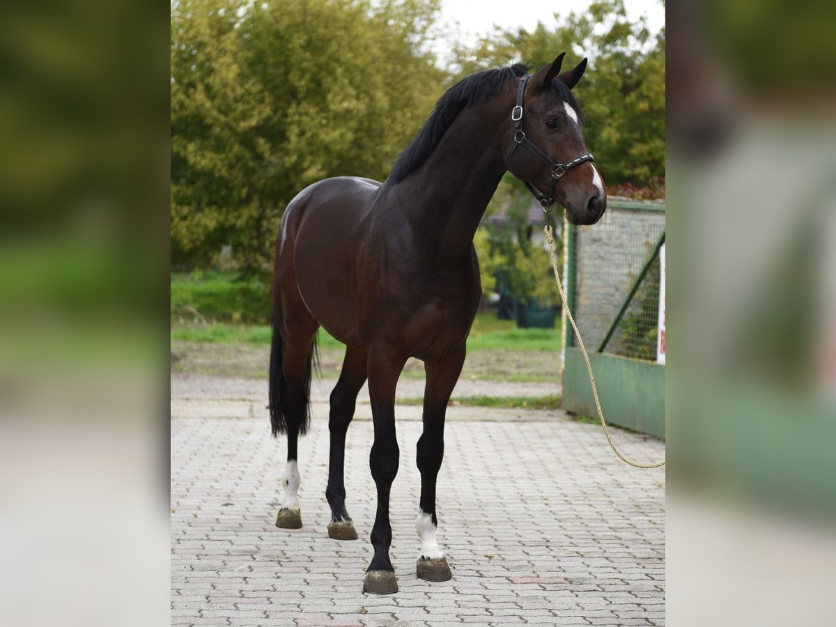 KWPN Stallion 3 years 16,2 hh Chestnut in Murska Soboda