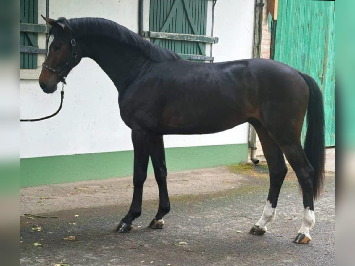 KWPN Stallion 3 years 16,3 hh Bay-Dark in Murska Soboda