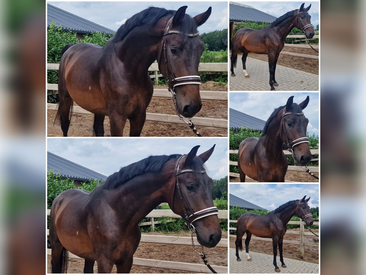 KWPN Stallion 3 years Bay-Dark in Den Ham KWPN Stallion 3 years Bay-Dark in Den Ham