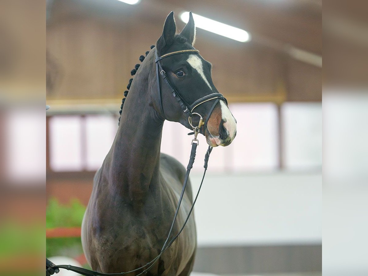 KWPN Stallion 3 years Bay-Dark in Münster-Handorf