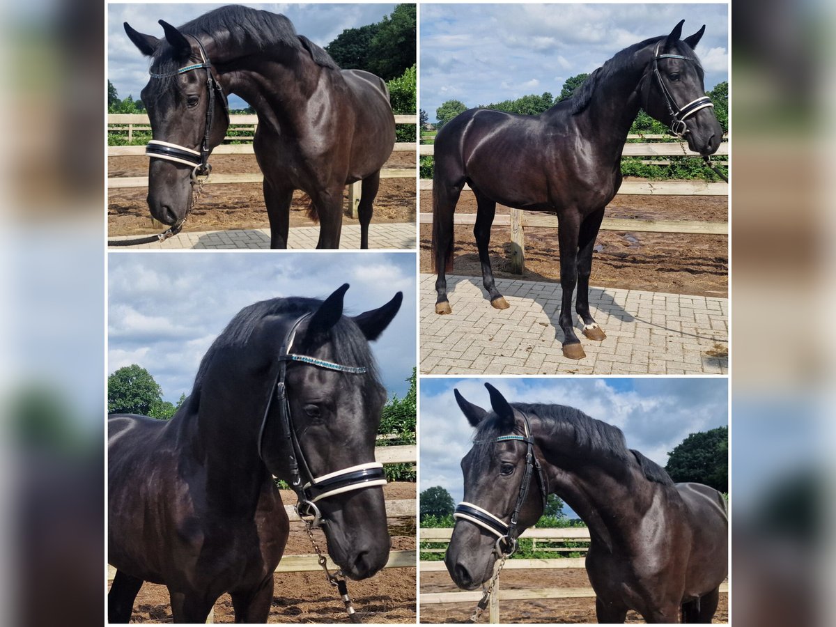 KWPN Stallion 3 years Black in Den Ham