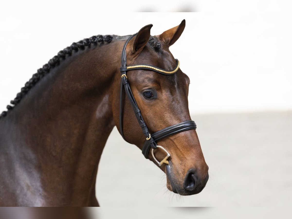 KWPN Stallion 3 years Brown in Heerde