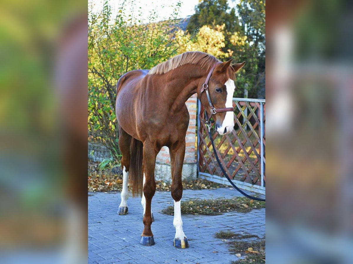 KWPN Stallion 3 years Chestnut in kecskemet