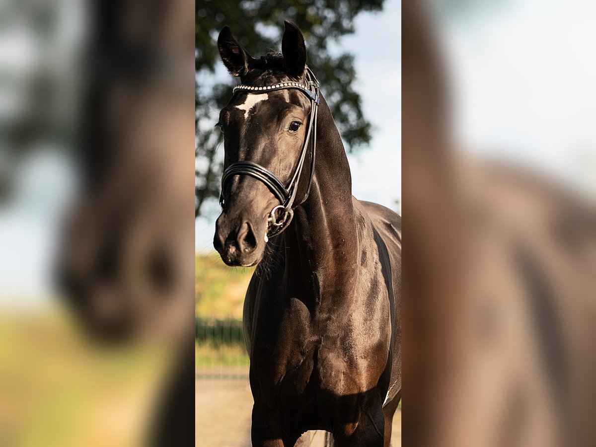 KWPN Stallion 4 years 16,1 hh Black in Uden