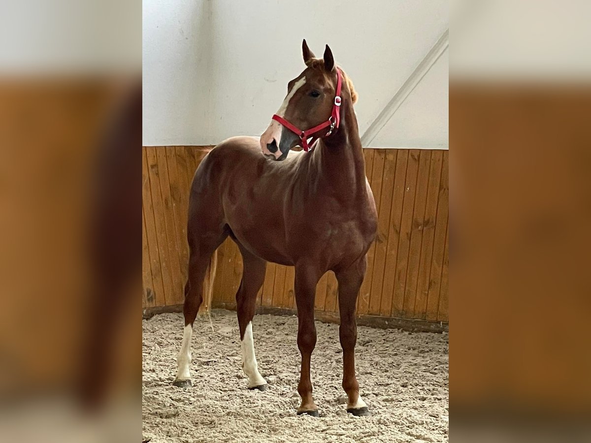 KWPN Stallion 4 years 16,1 hh Chestnut-Red in KRAJENKA