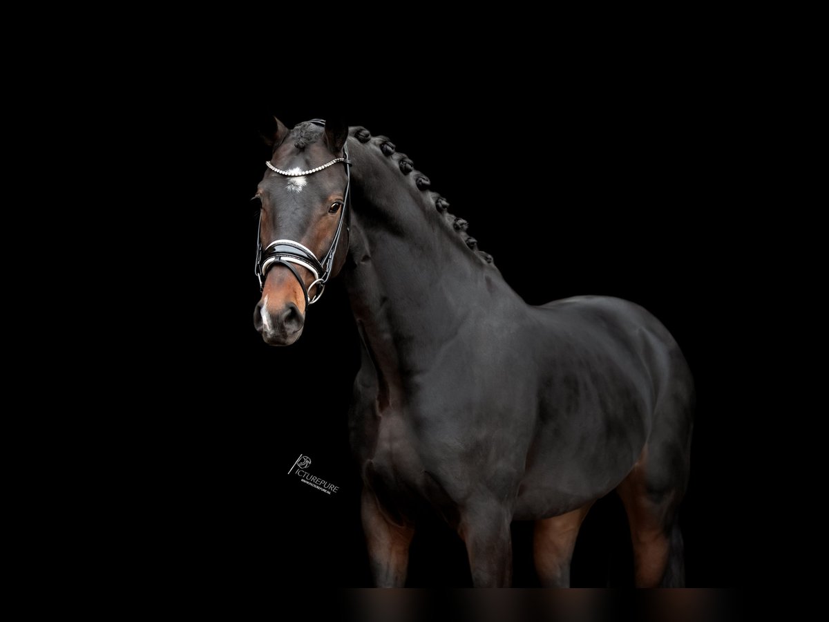 KWPN Stallion 4 years 16,1 hh Smoky-Black in Goch