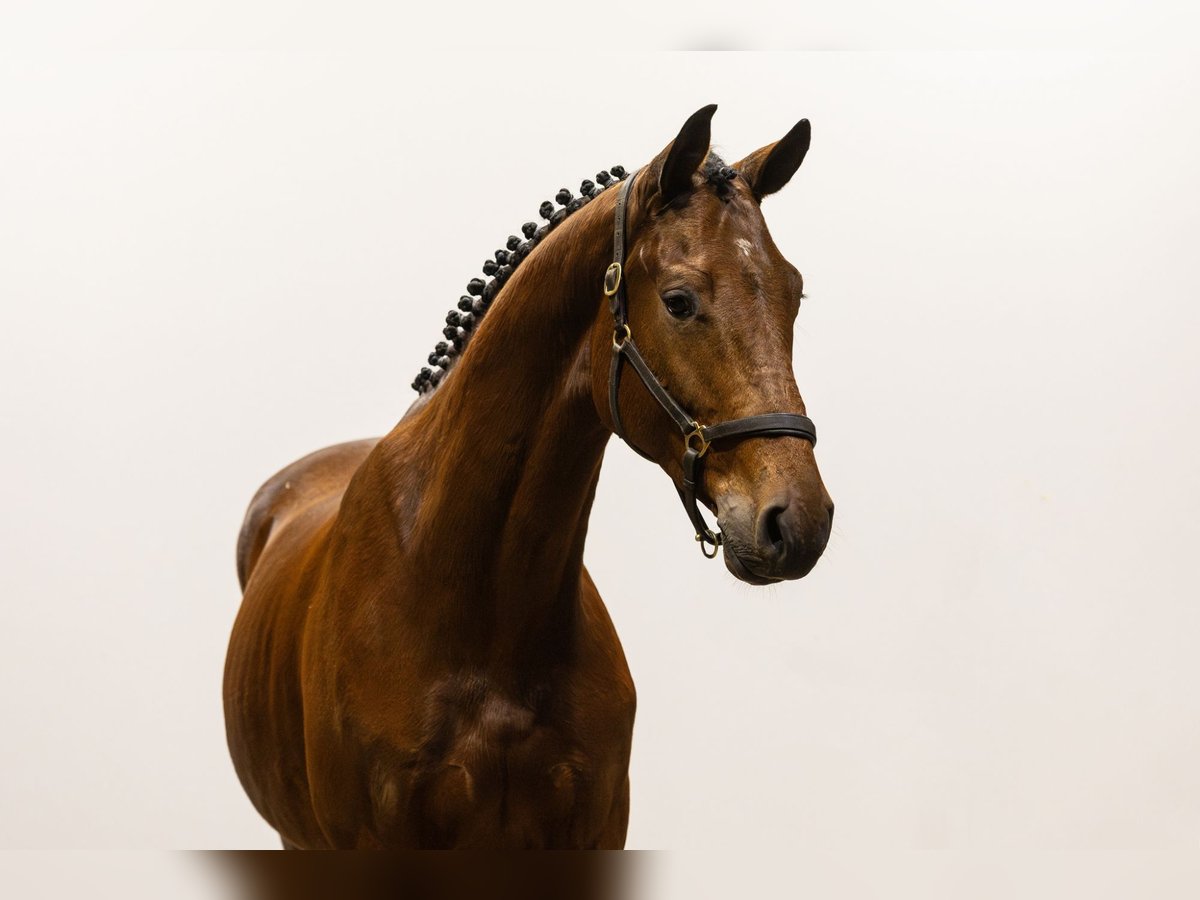 KWPN Stallion 4 years 16,2 hh Brown in Waddinxveen