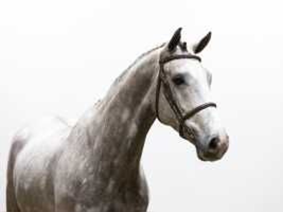 KWPN Stallion 4 years 16,2 hh Gray in Waddinxveen