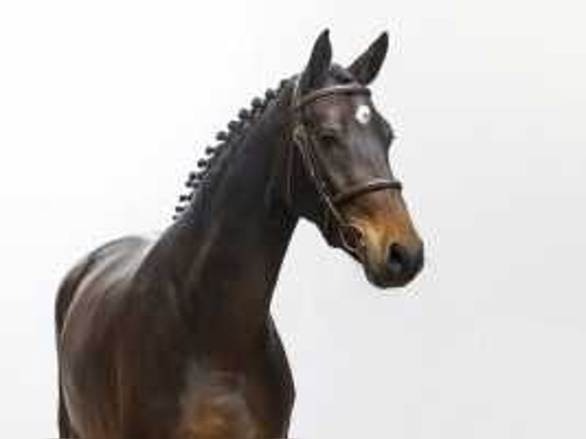 KWPN Stallion 4 years 16 hh Bay-Dark in Waddinxveen