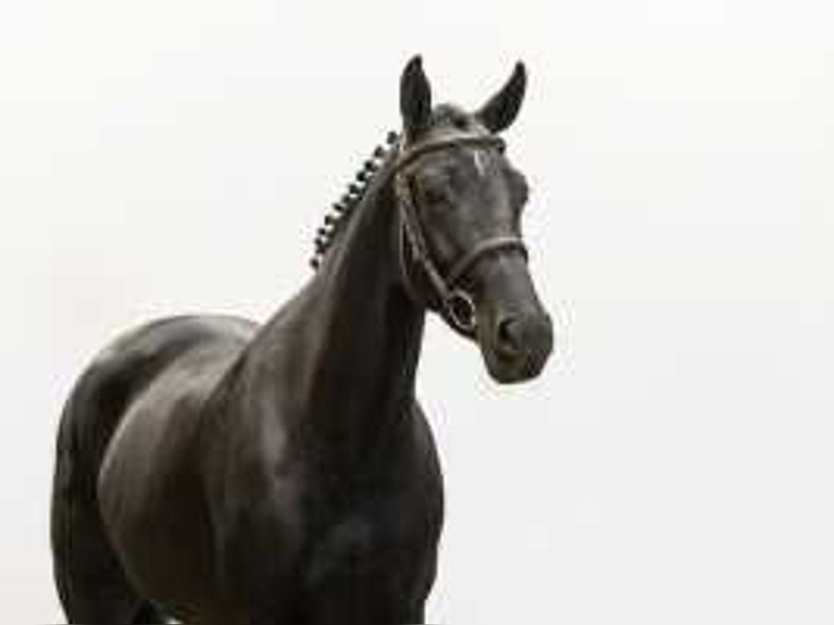 KWPN Stallion 4 years 16 hh Black in Waddinxveen