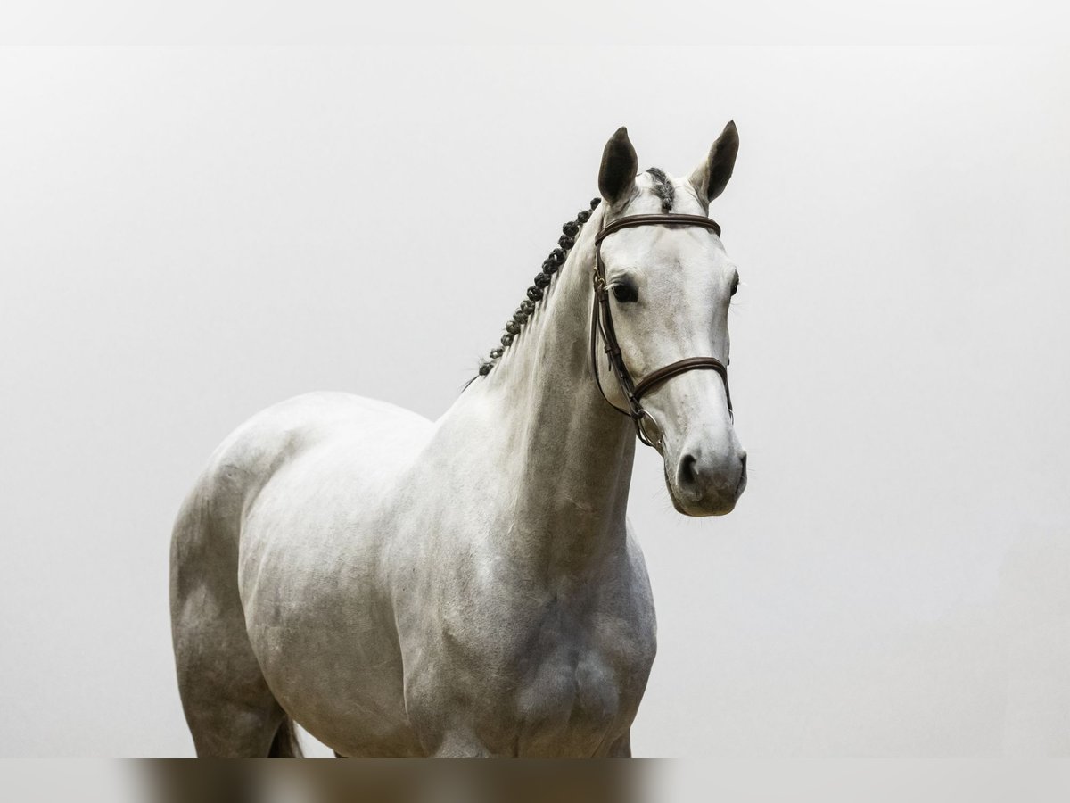 KWPN Stallion 4 years 16 hh Gray in Waddinxveen