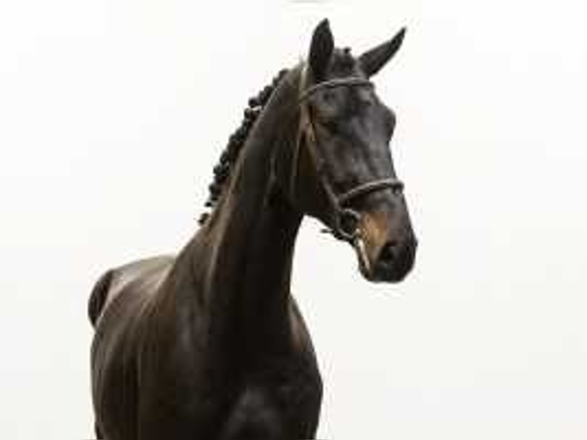 KWPN Stallion 4 years 17,1 hh Bay-Dark in Waddinxveen